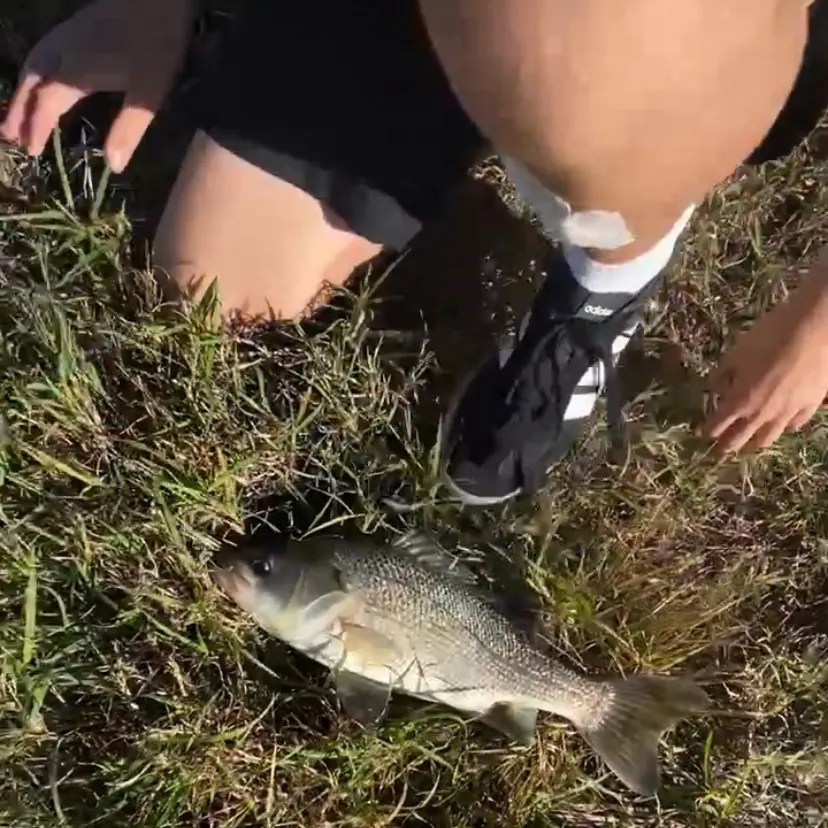 Australian bass caught on Fishbrain