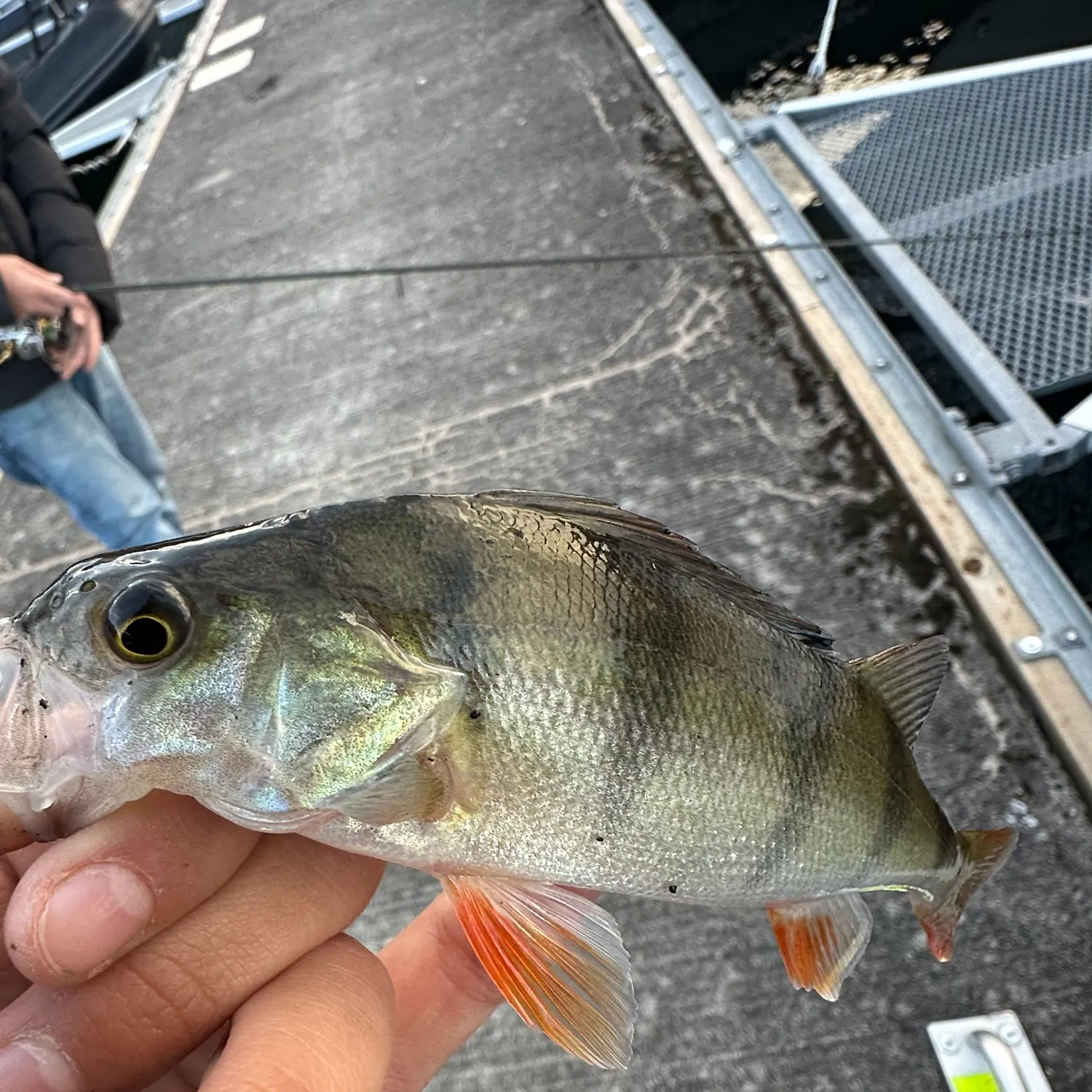 European perch caught on Fishbrain