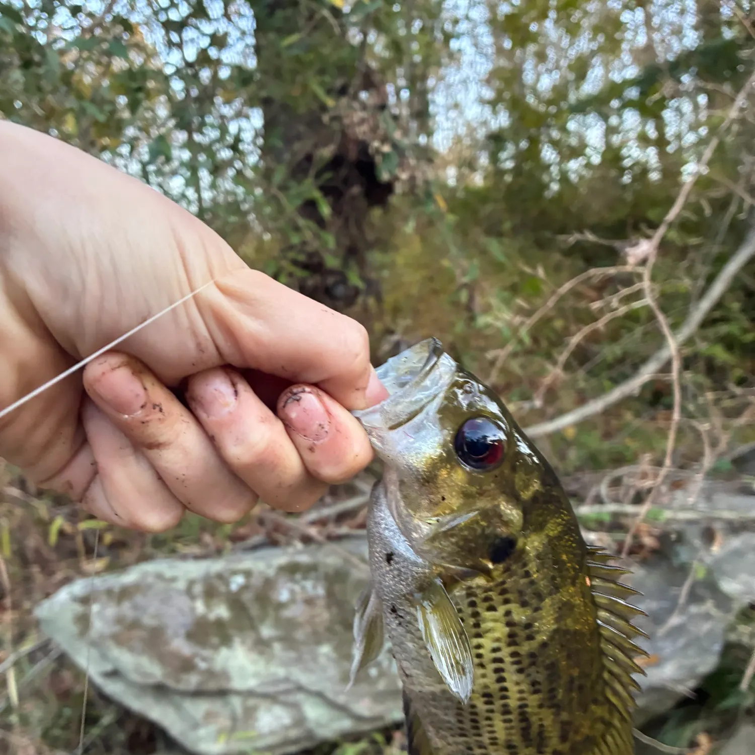 Rock bass caught on Fishbrain