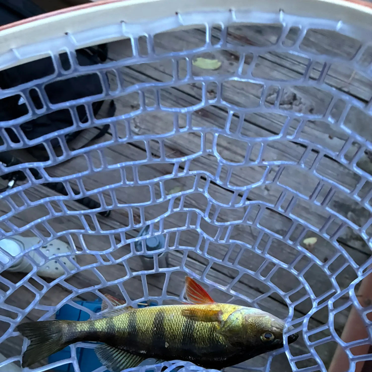 Yellow perch caught on Fishbrain