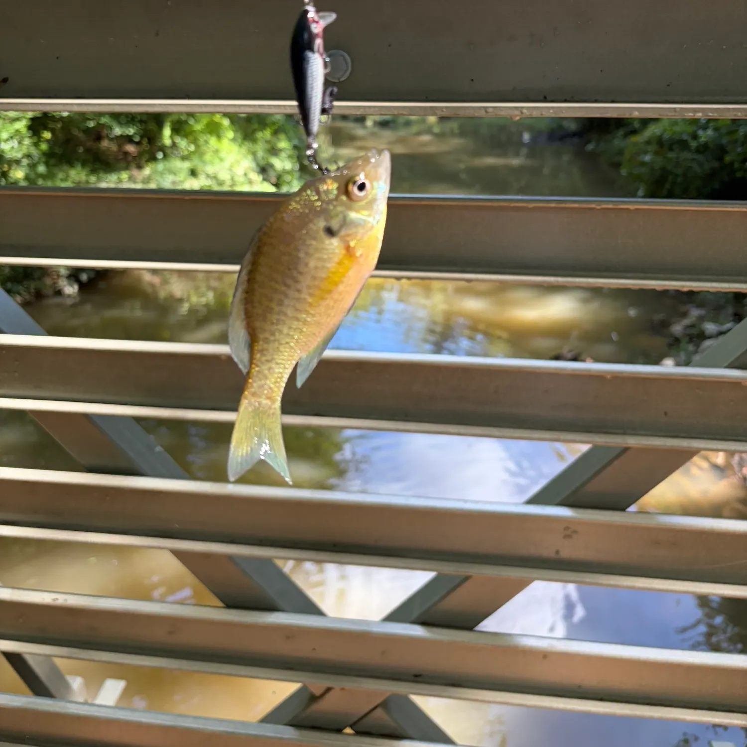 Bluegill caught on Fishbrain
