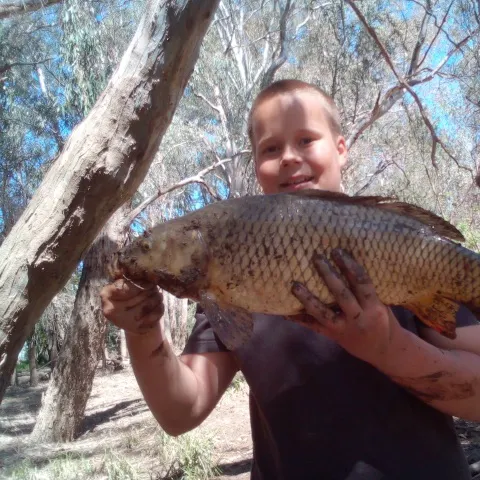 Common carp caught on Fishbrain