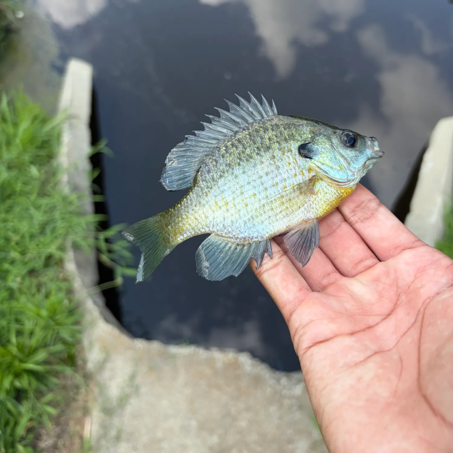 Bluegill caught on Fishbrain