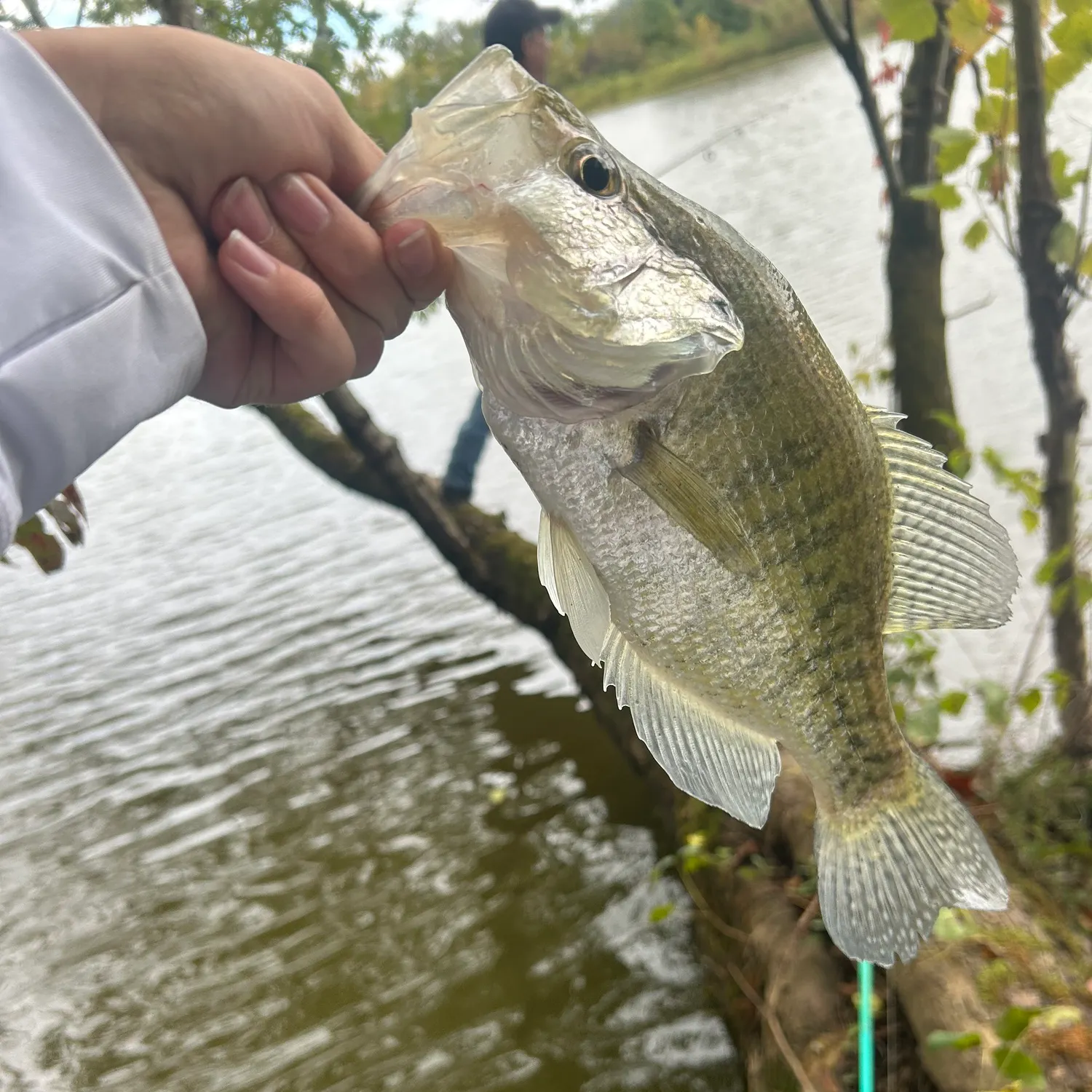 White crappie caught on Fishbrain