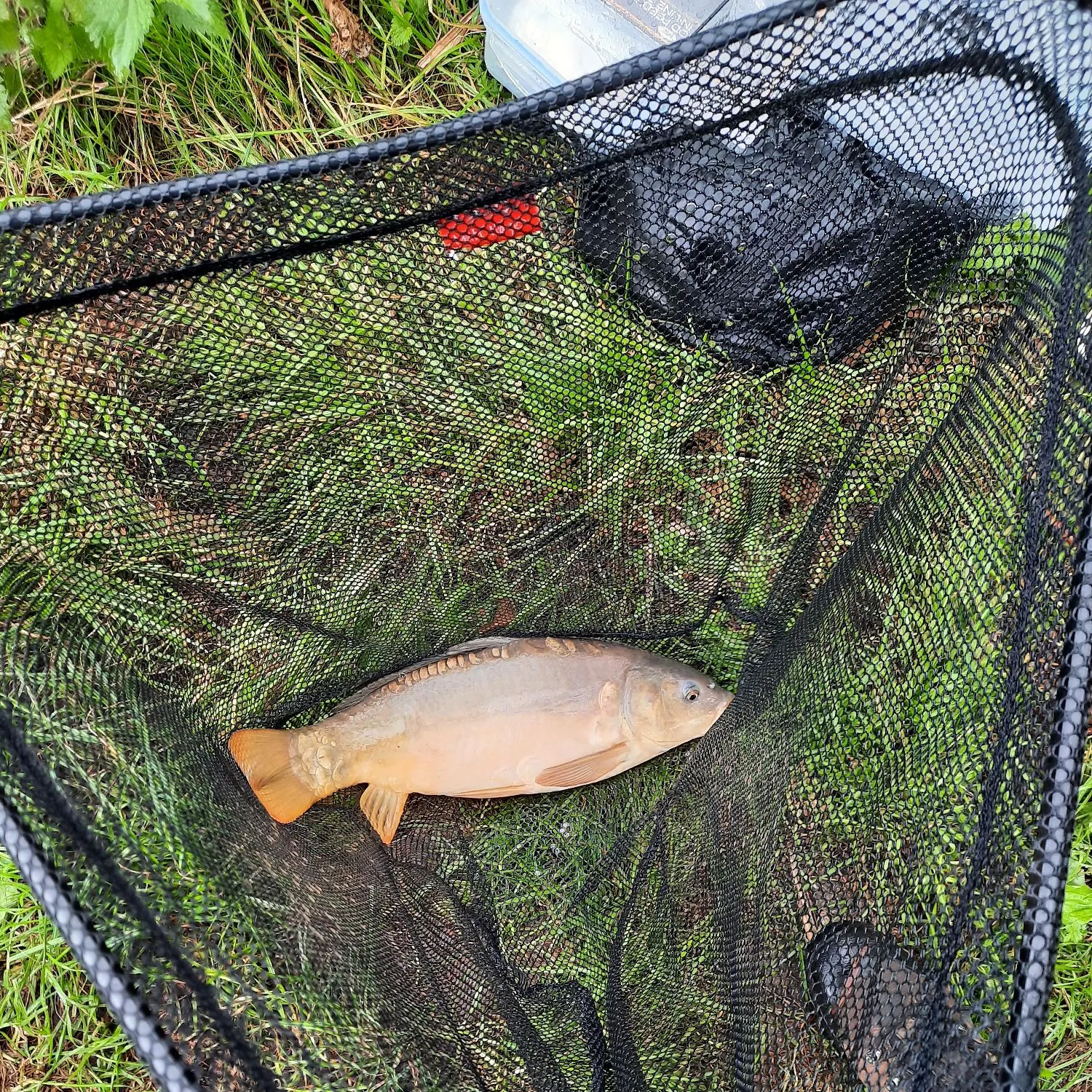 Leather carp caught on Fishbrain