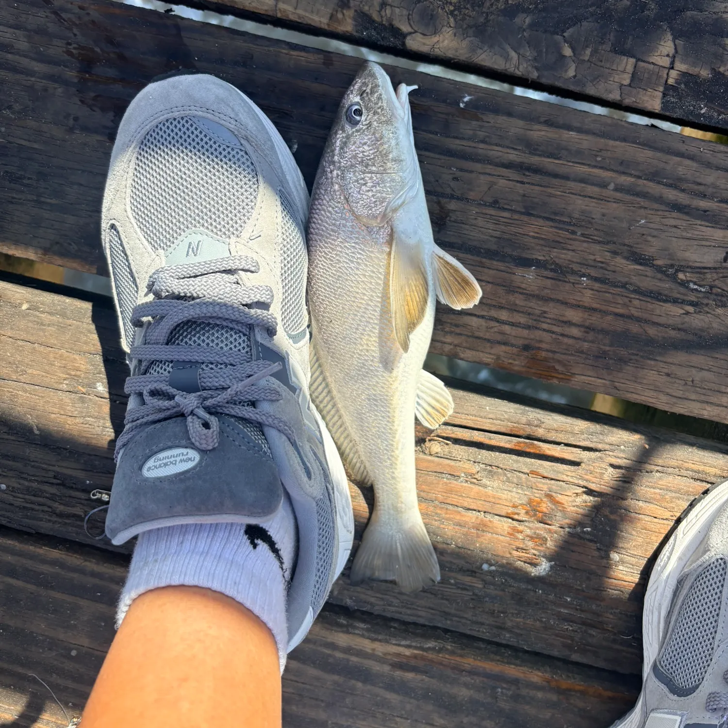 The most recent Tiger shark catches on Fishbrain