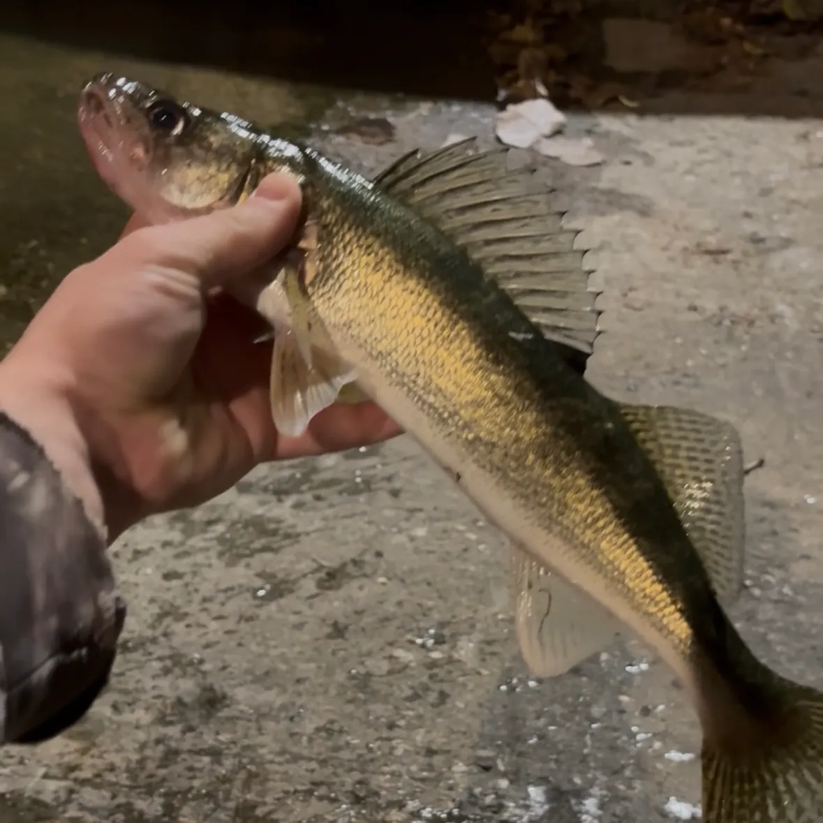 Walleye caught on Fishbrain