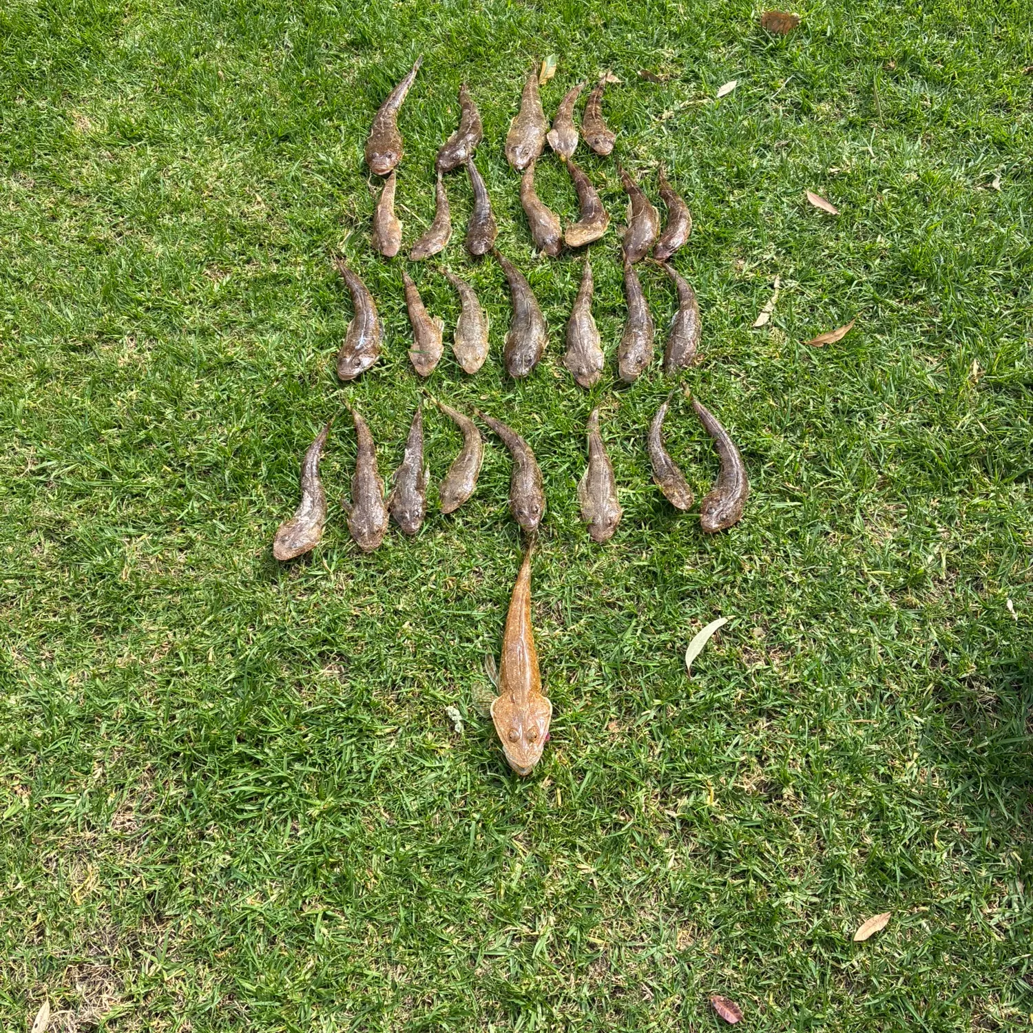 Sand flathead caught on Fishbrain