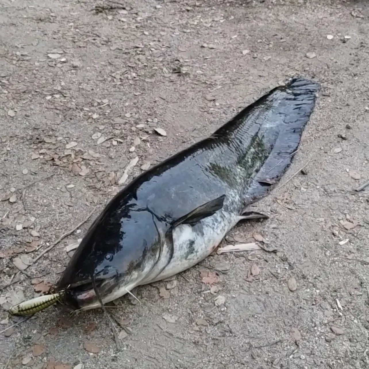 The most recent Wels catfish catches on Fishbrain