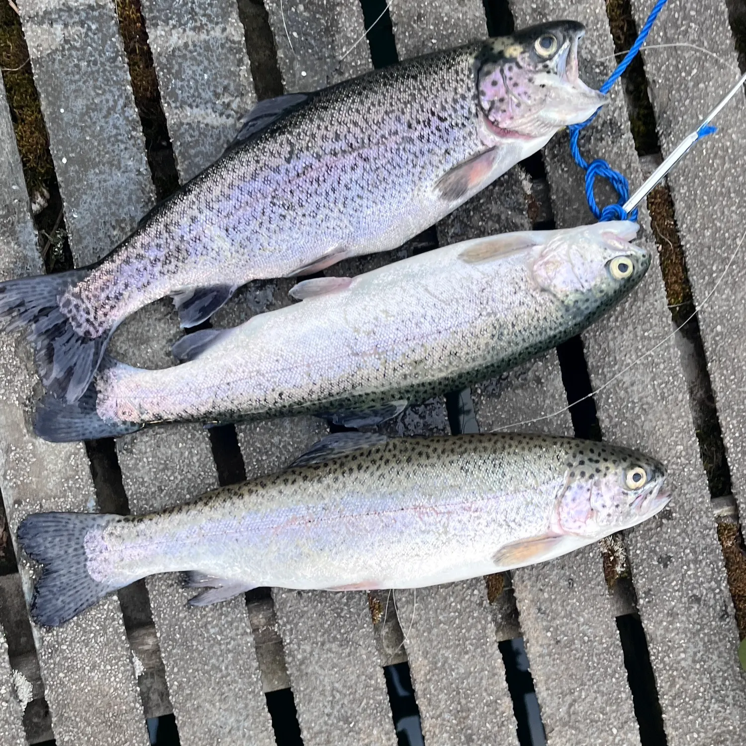 recently logged catches