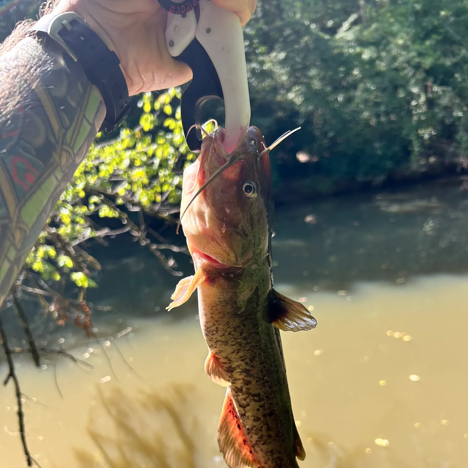 Brown bullhead caught on Fishbrain