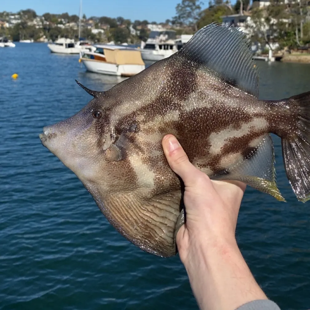 Fan-bellied leatherjacket caught on Fishbrain