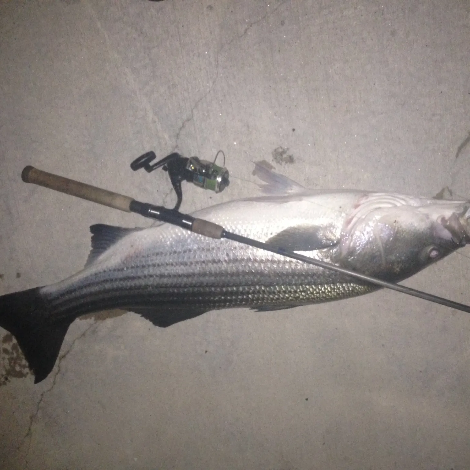 The most recent Striped bass catches on Fishbrain