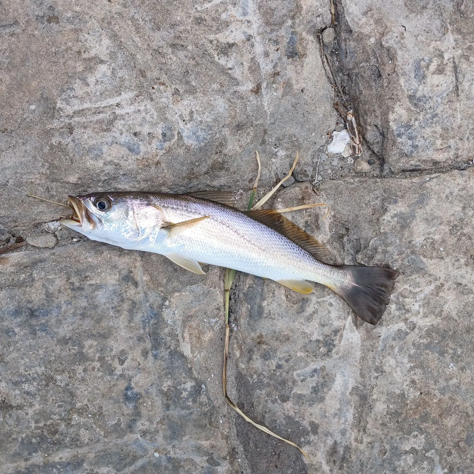 The most recent Sand seatrout catches on Fishbrain