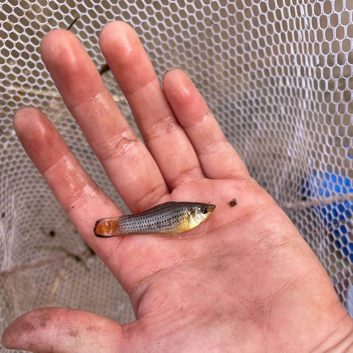 The most recent Sailfin Molly catches on Fishbrain