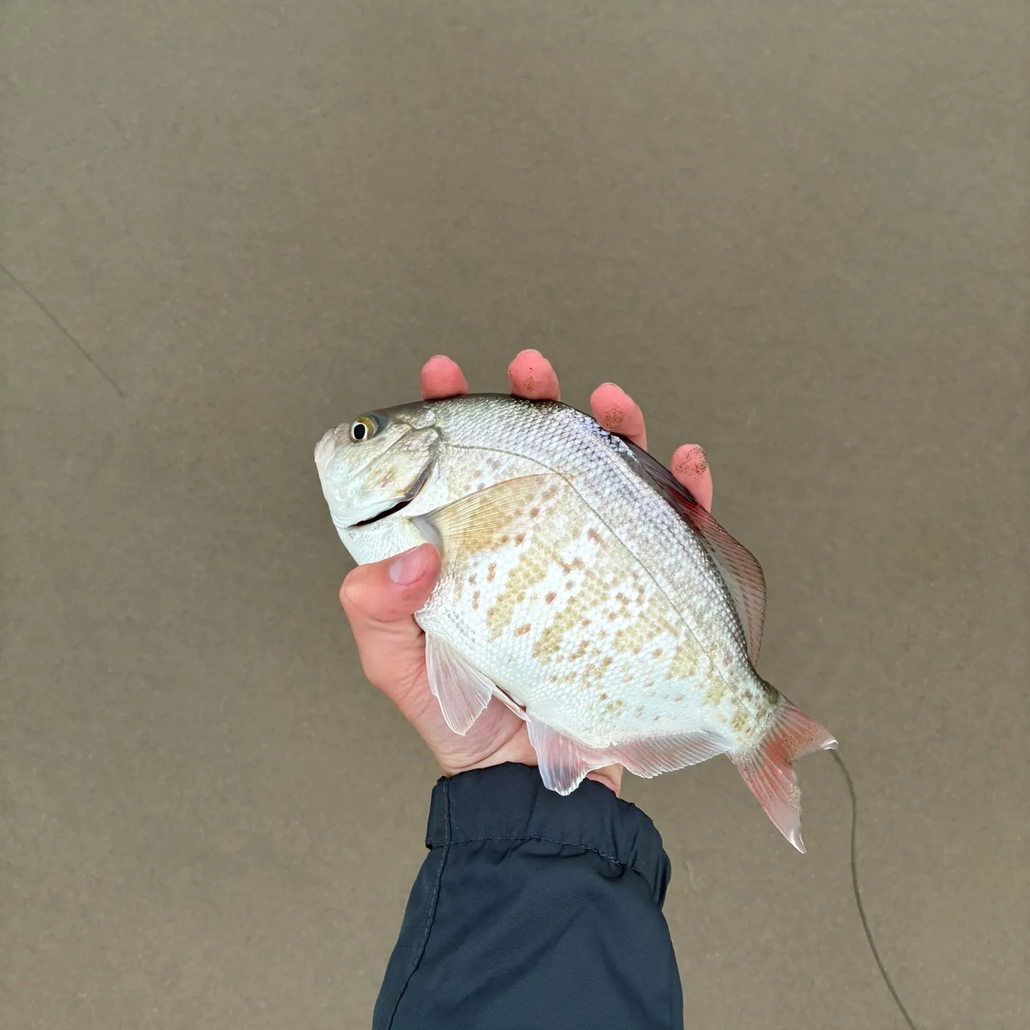 The most recent Redtail surfperch catches on Fishbrain