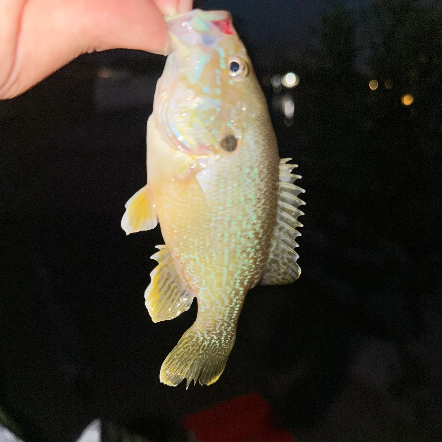 Green sunfish caught on Fishbrain