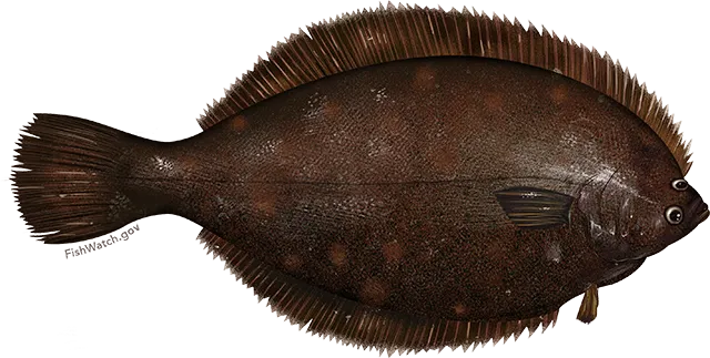 Winter flounder