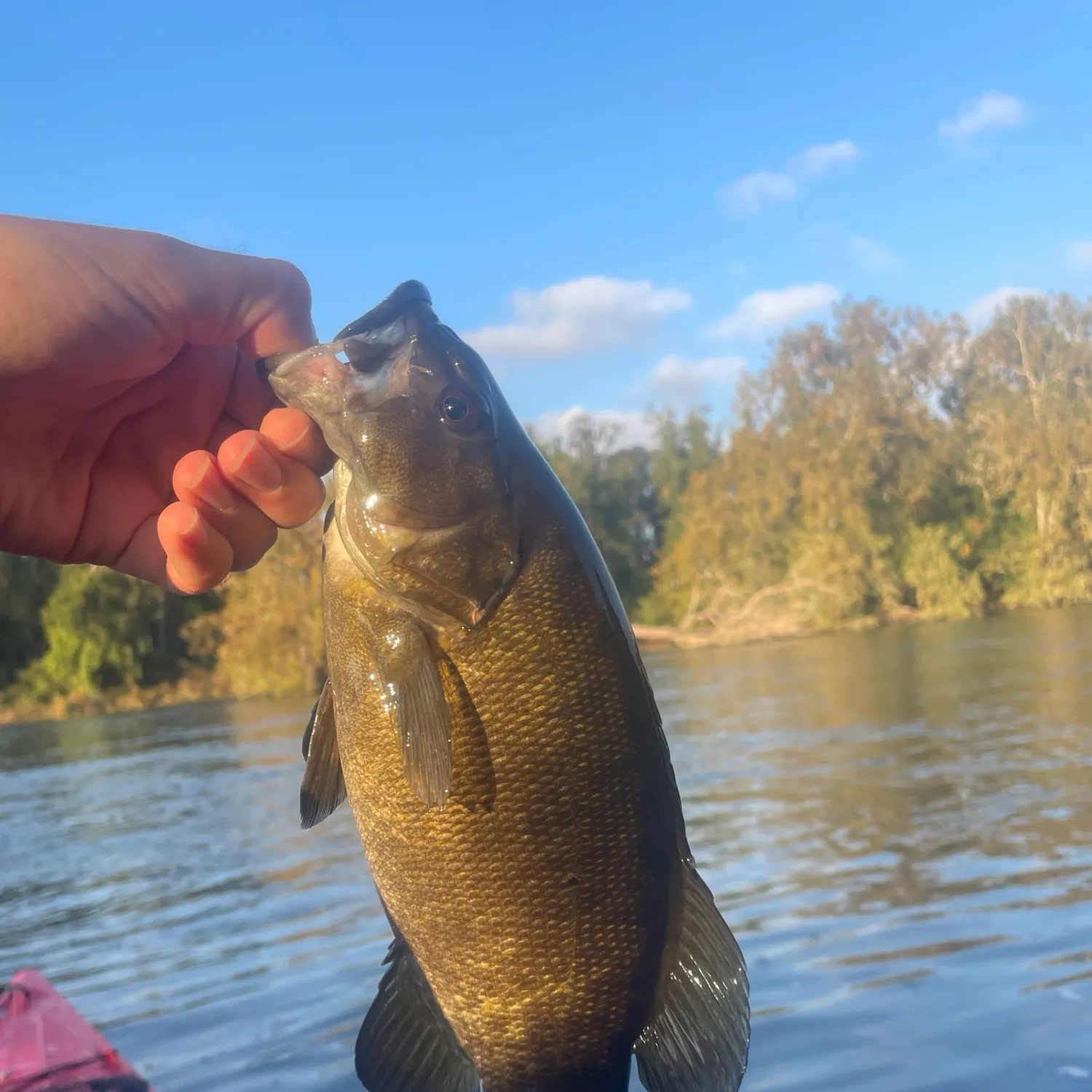 Smallmouth bass caught on Fishbrain