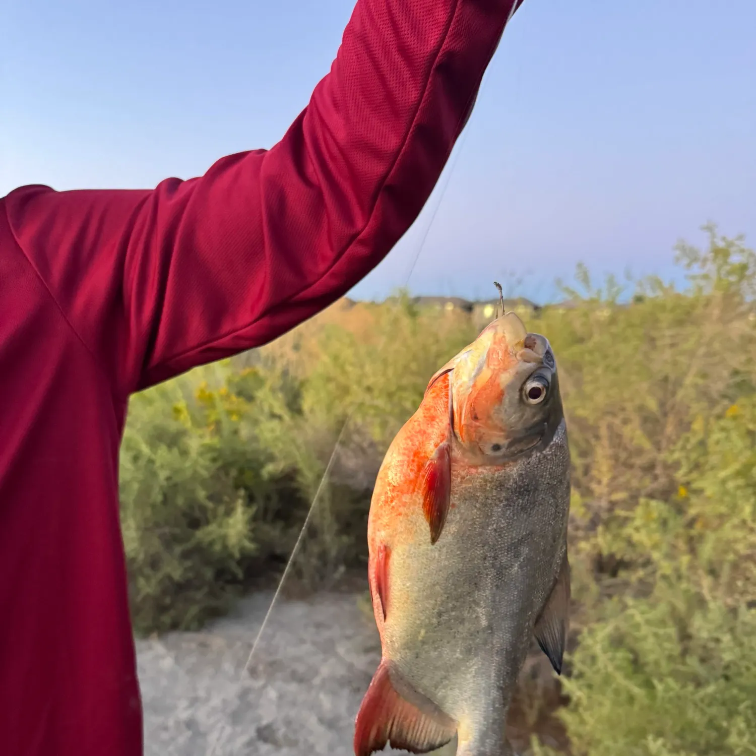 The most recent Small-scaled pacu catches on Fishbrain