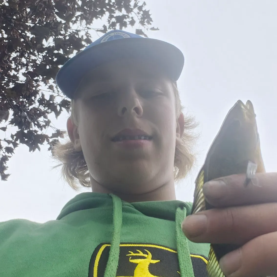 Yellow perch caught on Fishbrain