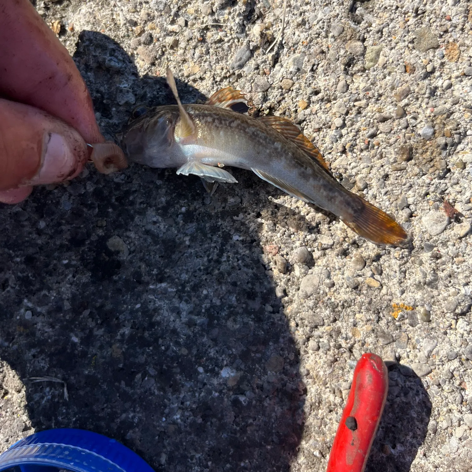 Round goby caught on Fishbrain