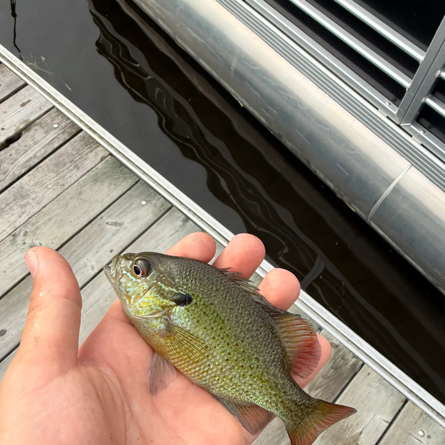 Green sunfish caught on Fishbrain