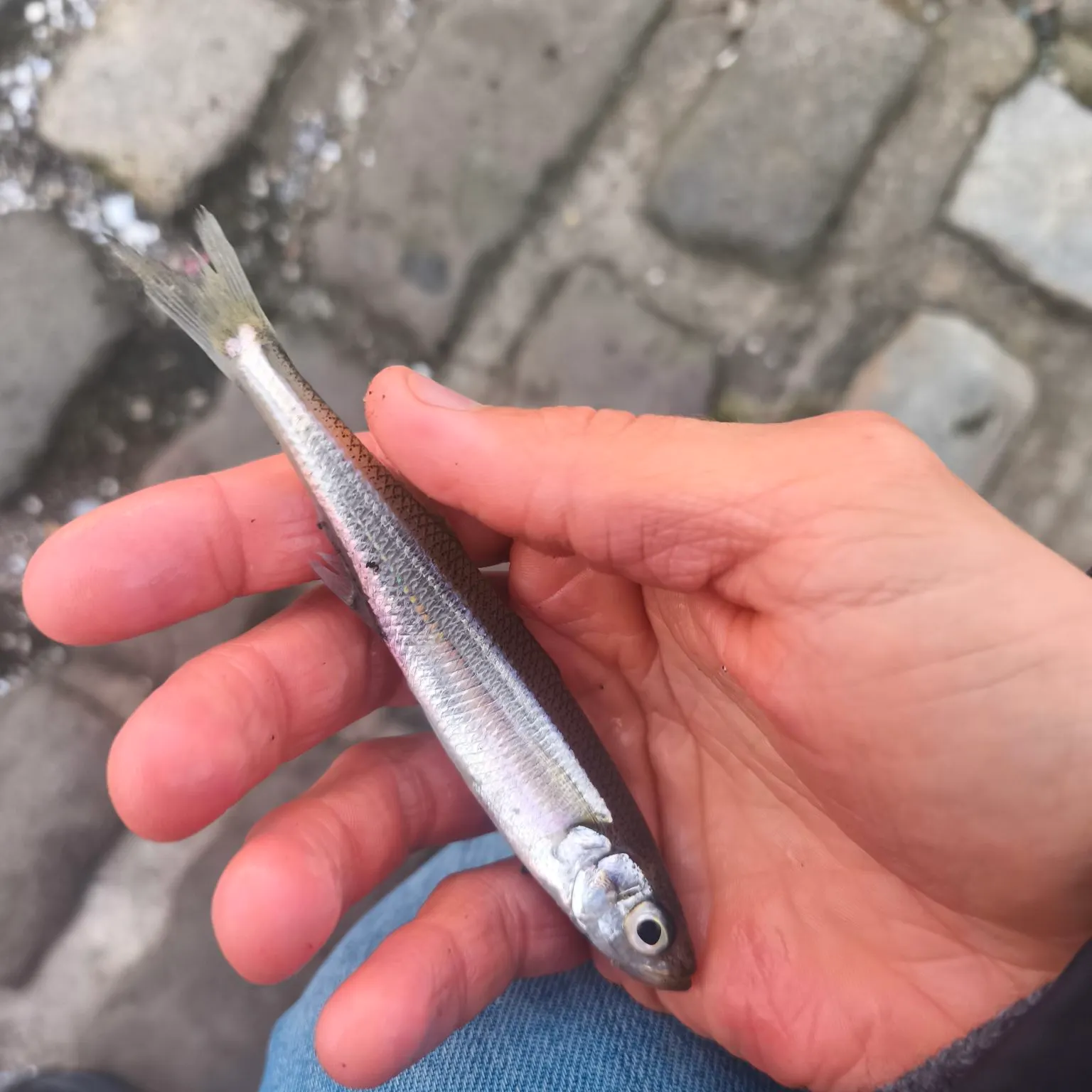 The most recent Sand smelt catches on Fishbrain