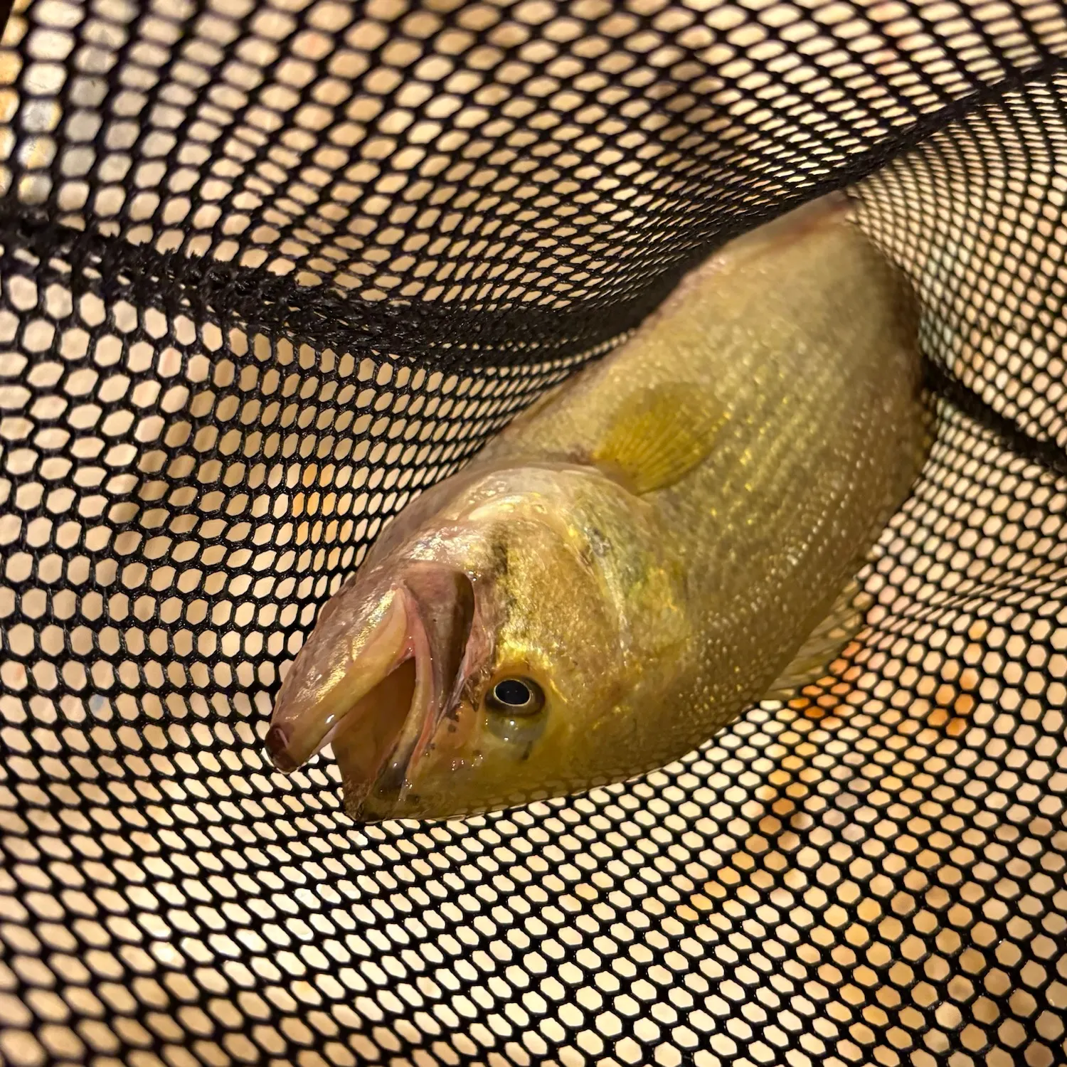 Smallmouth bass caught on Fishbrain