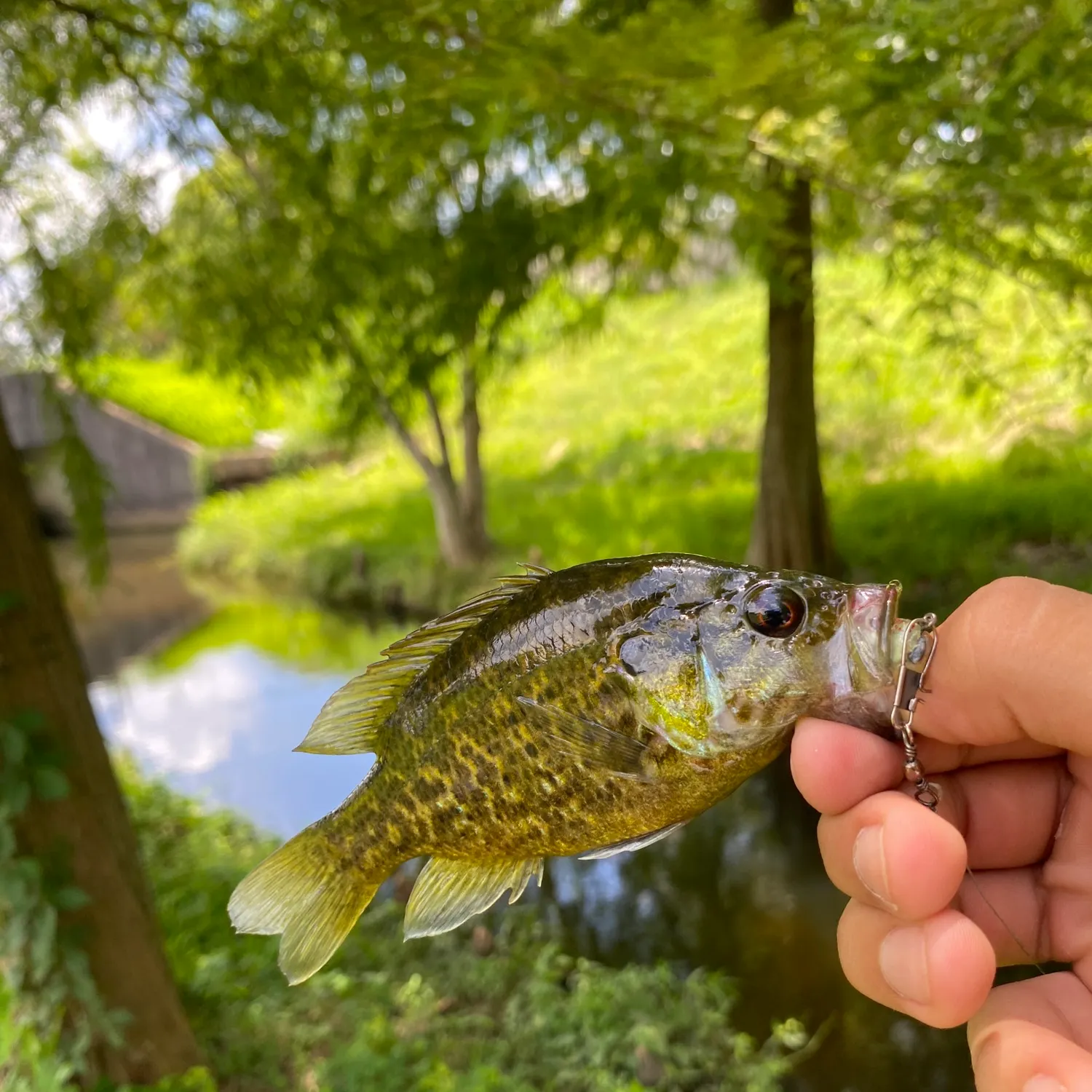 Warmouth caught on Fishbrain