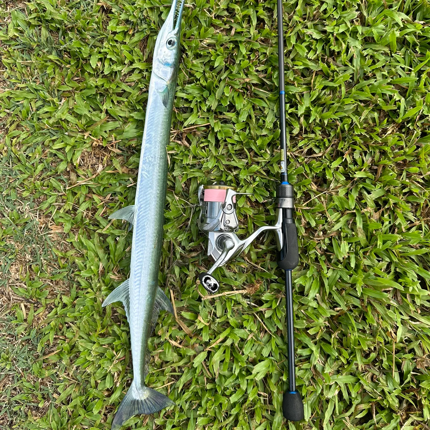 The most recent Hound needlefish catches on Fishbrain