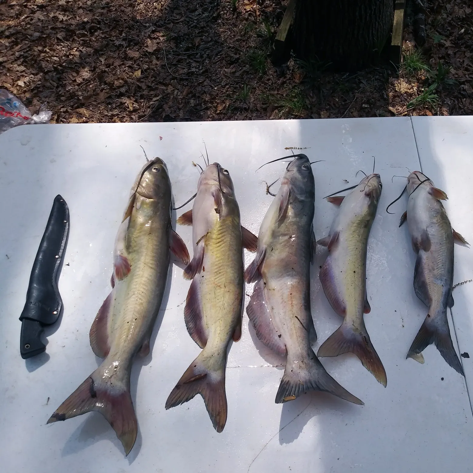 recently logged catches