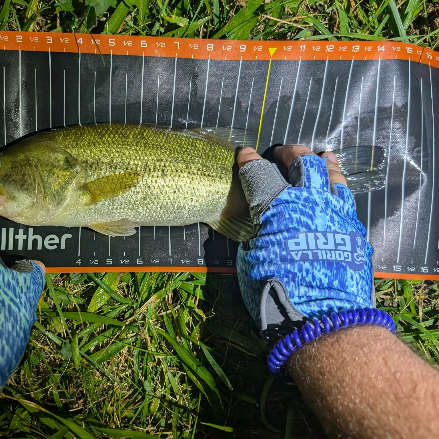 Largemouth bass caught on Fishbrain