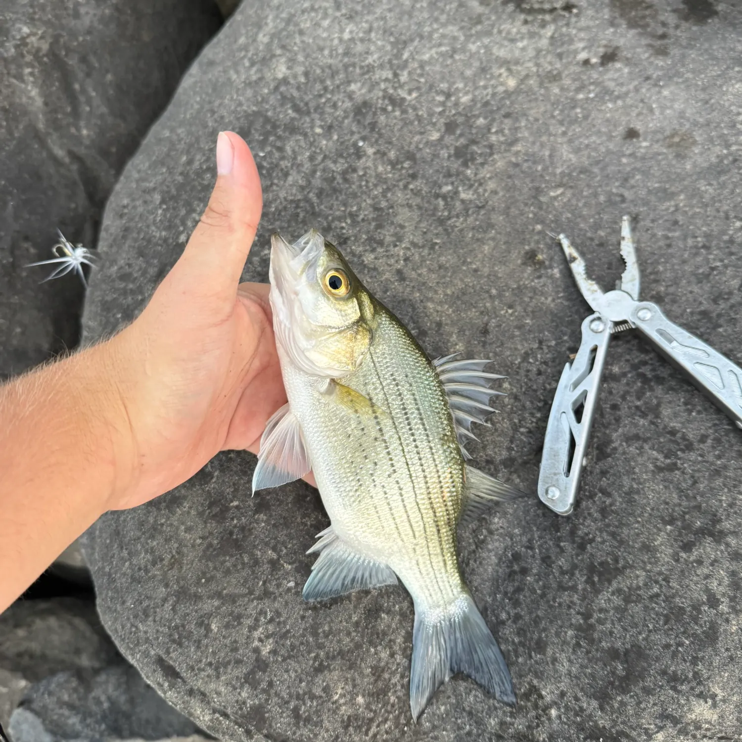 White bass caught on Fishbrain