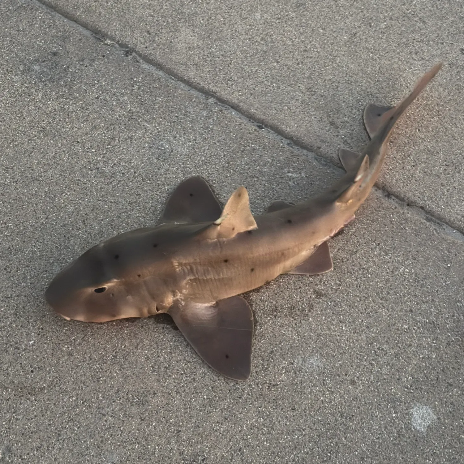 The most recent Horn shark catches on Fishbrain