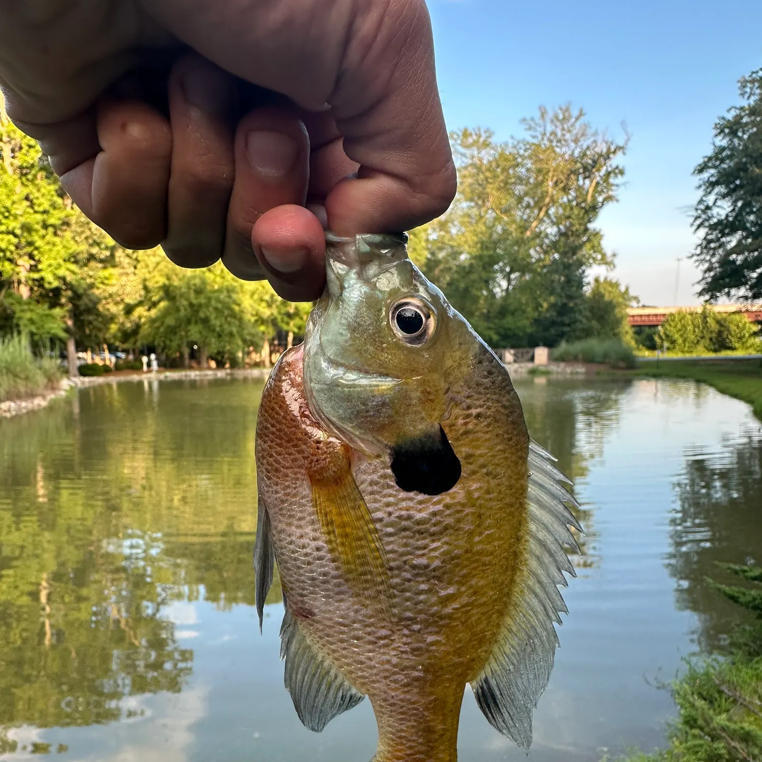 The most recent Bluegill catches on Fishbrain