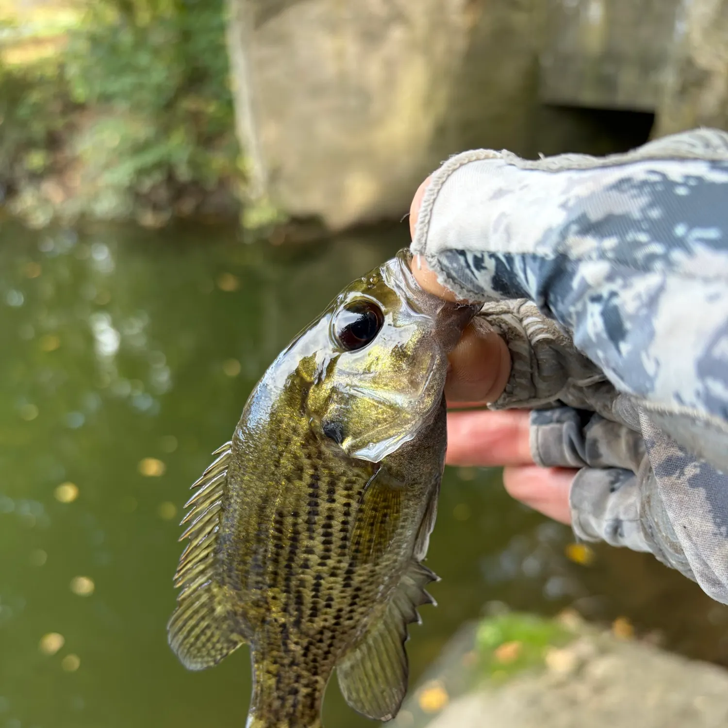 Rock bass caught on Fishbrain