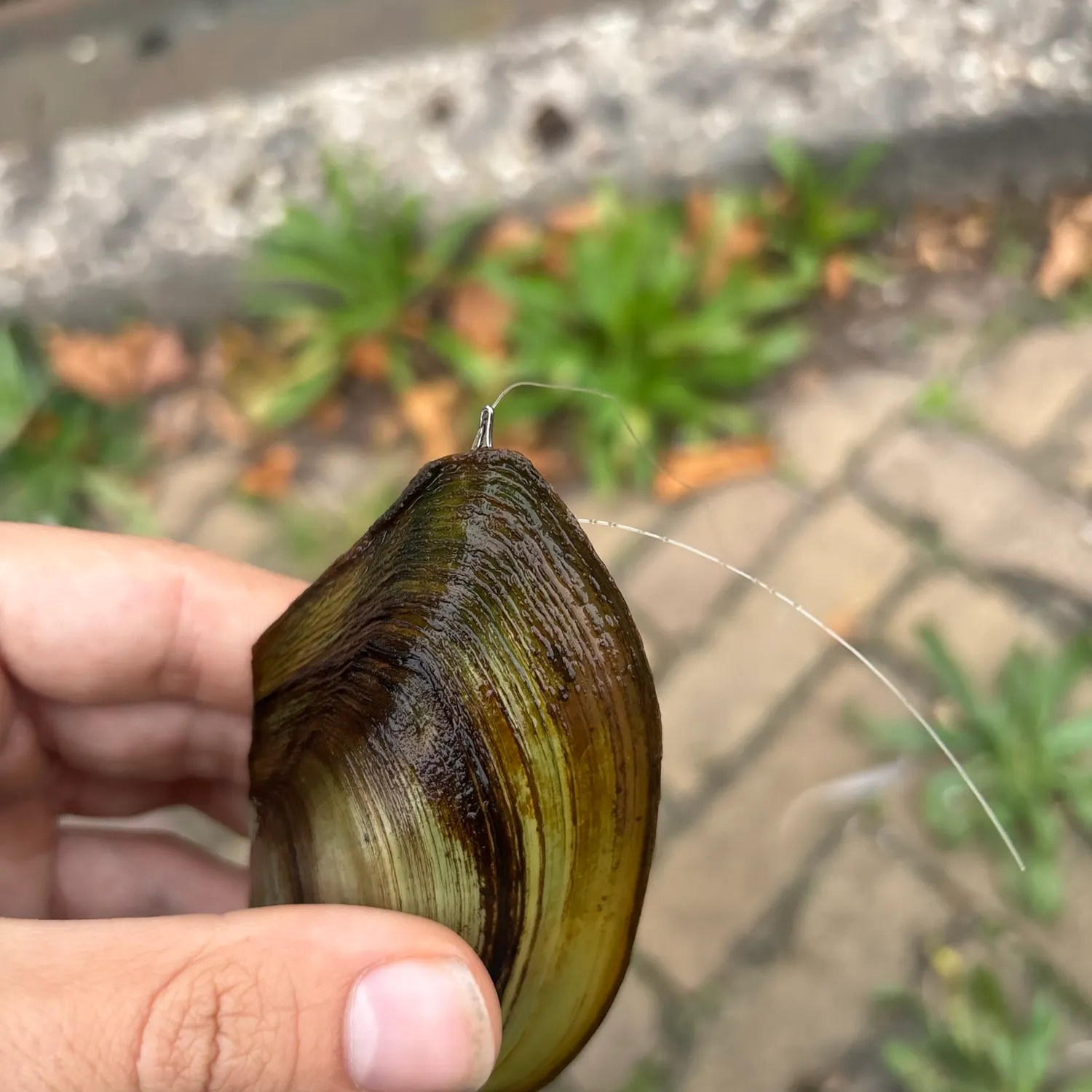 Fish caught on Fishbrain