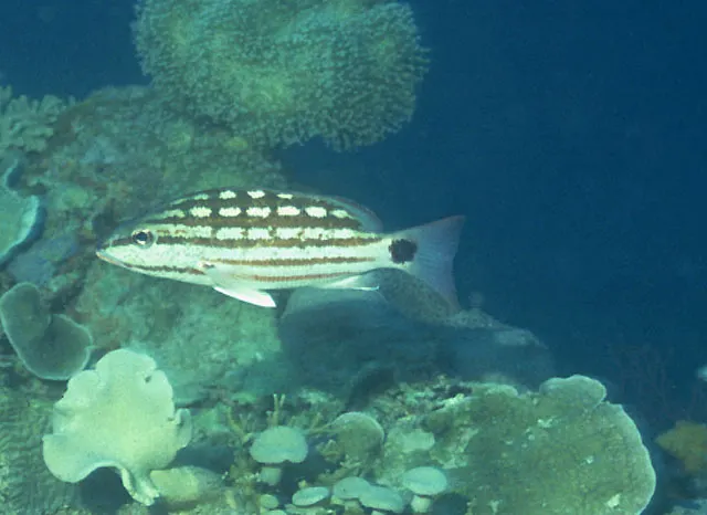 Checkered snapper