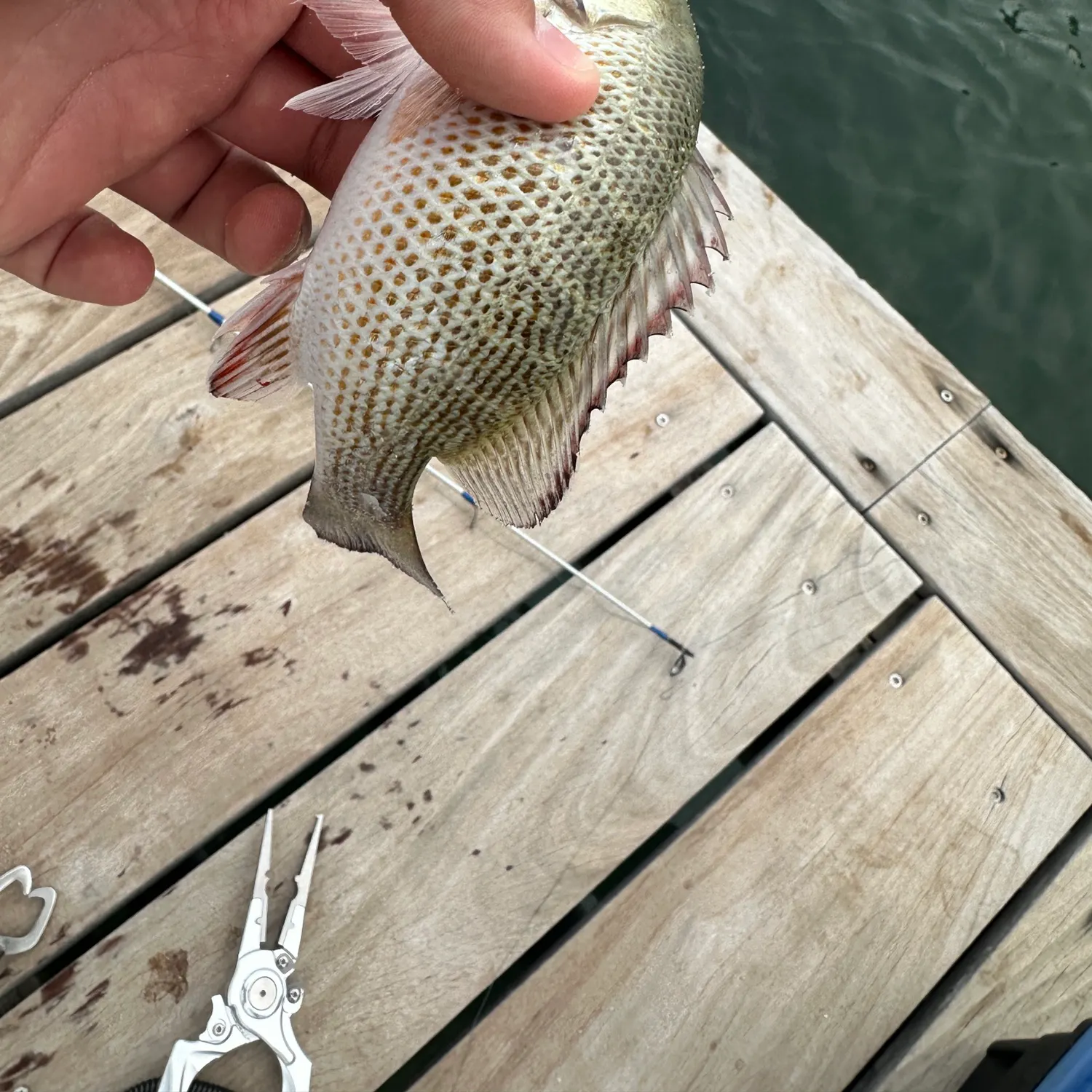 The most recent Oriental sweetlips catches on Fishbrain