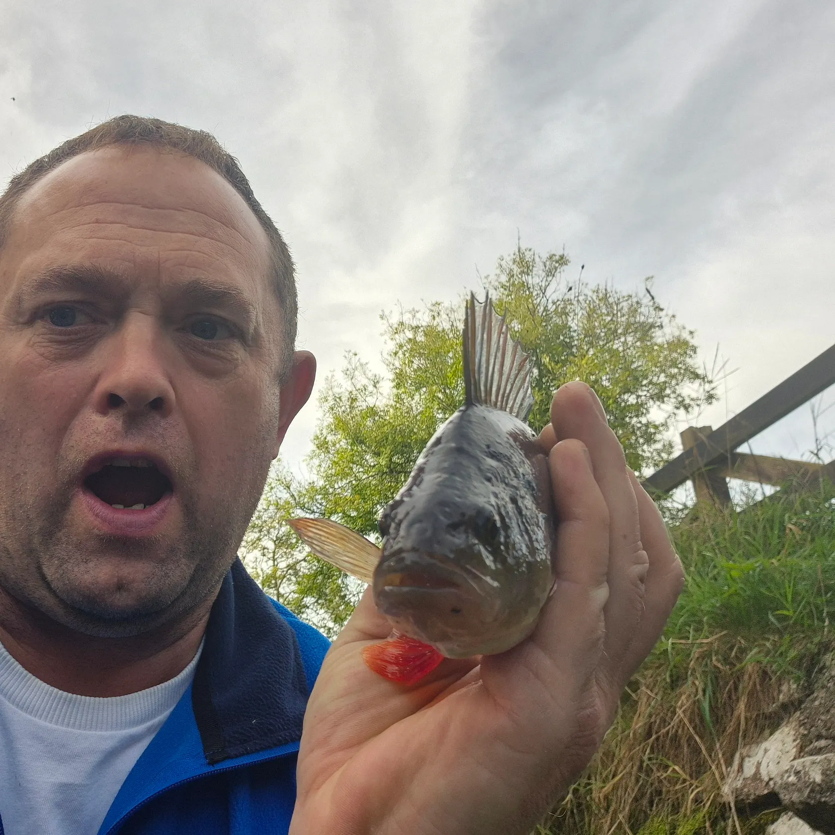 European perch caught on Fishbrain