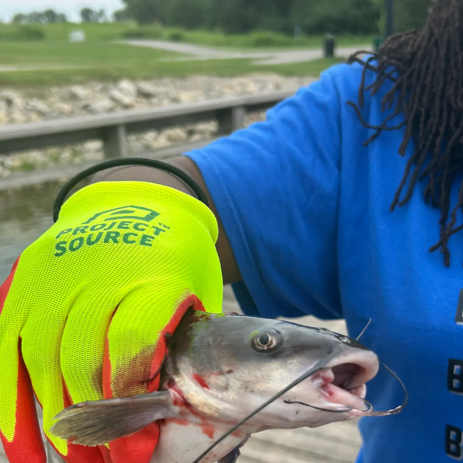 White bullhead caught on Fishbrain