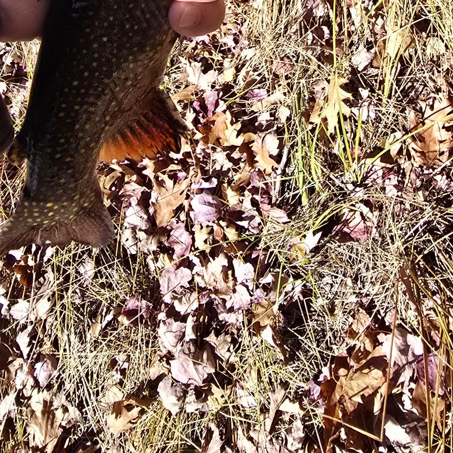 Brook trout caught on Fishbrain