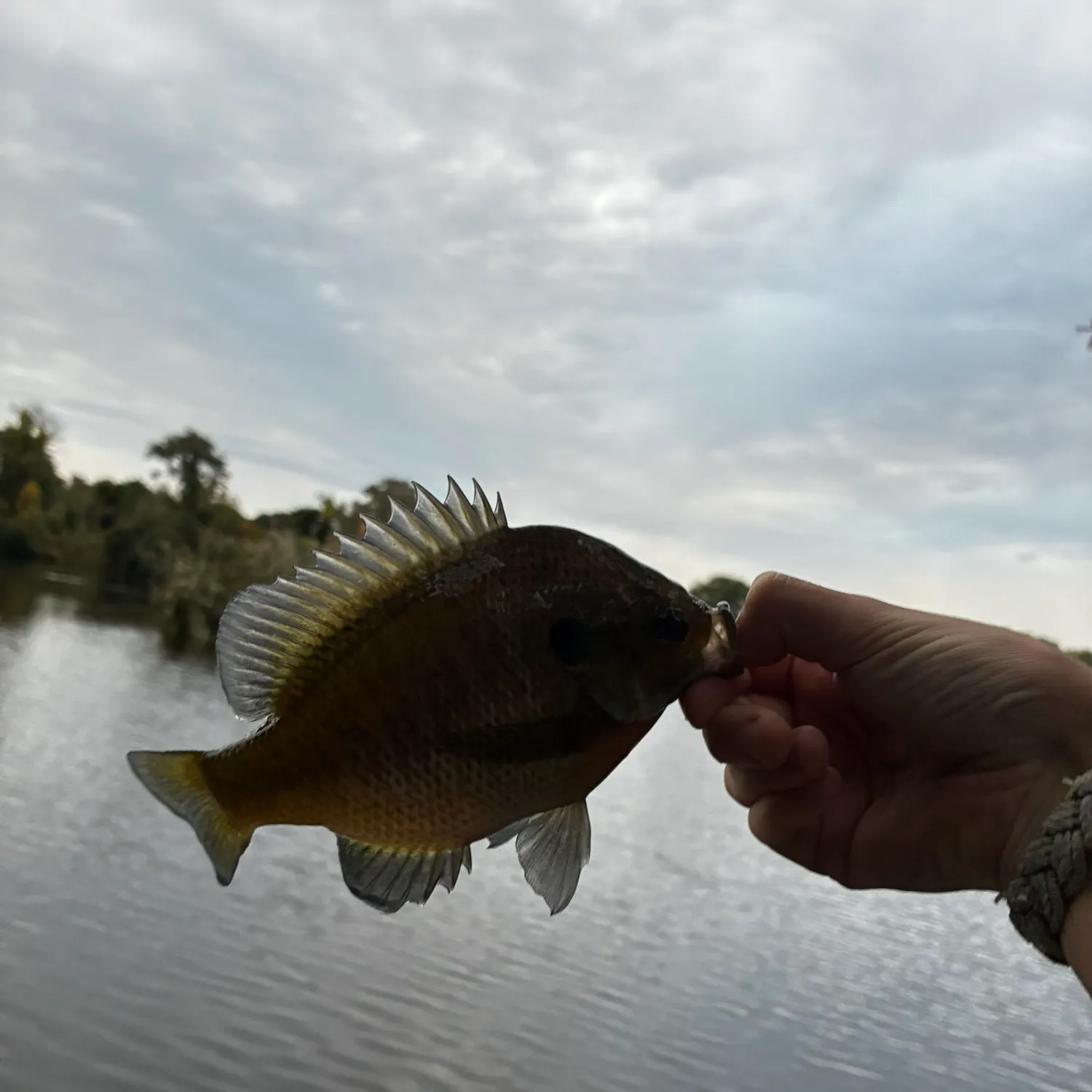Bluegill caught on Fishbrain