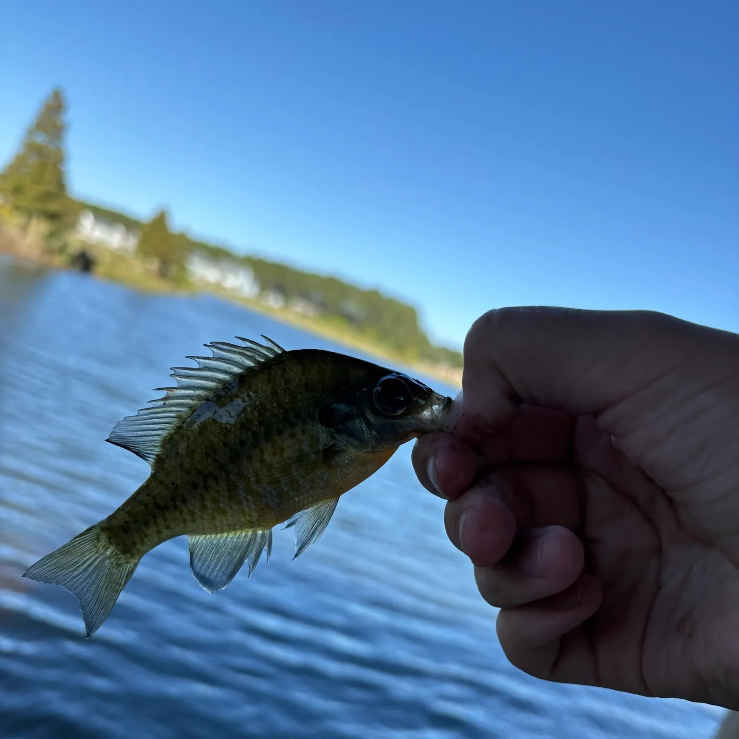 Bluegill caught on Fishbrain