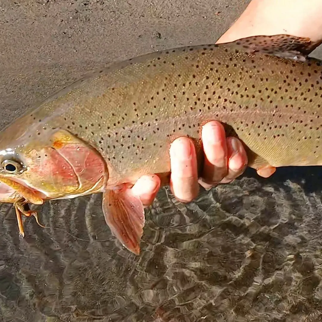 Cutbow caught on Fishbrain