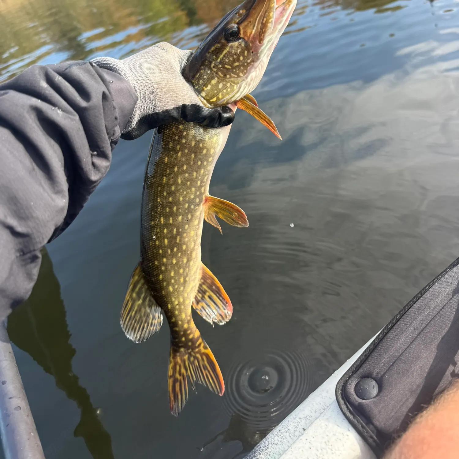 Northern pike caught on Fishbrain