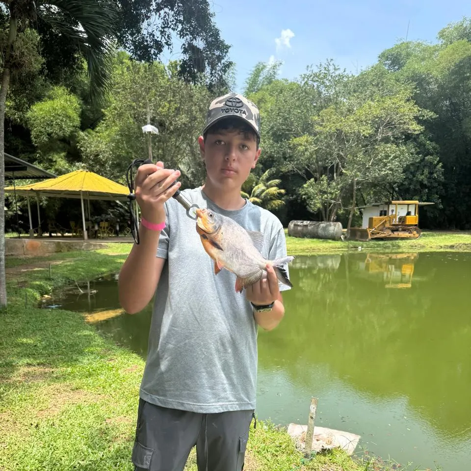 The most recent Black pacu catches on Fishbrain