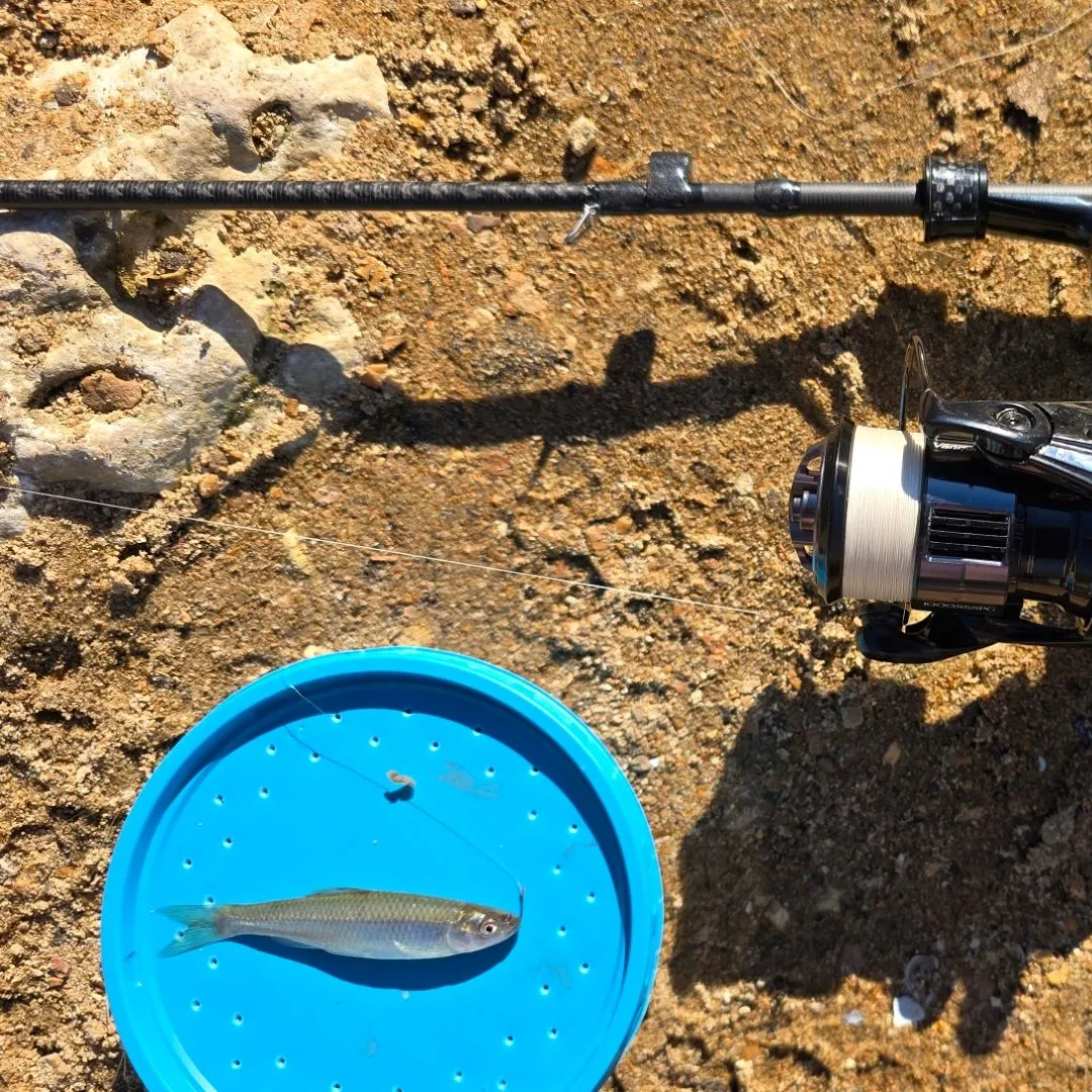 Spotfin shiner caught on Fishbrain