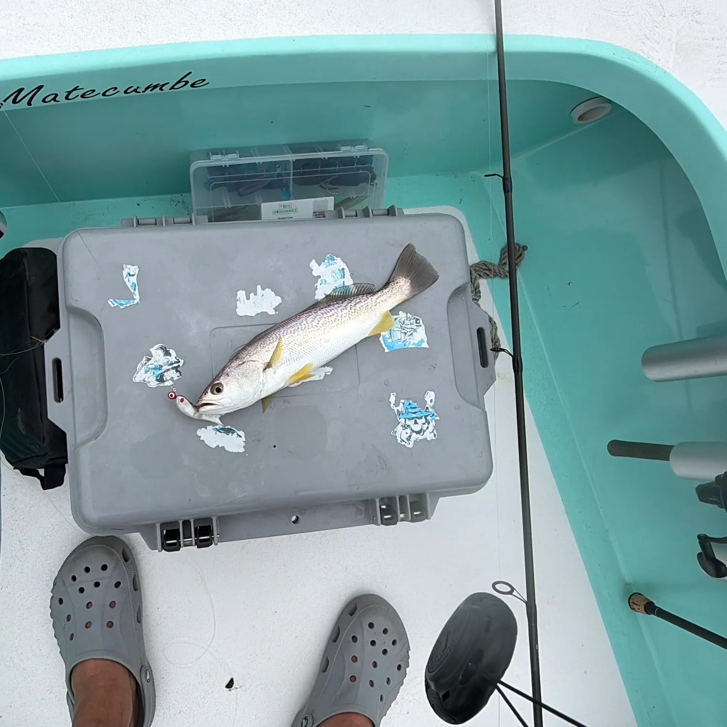 Gray weakfish caught on Fishbrain